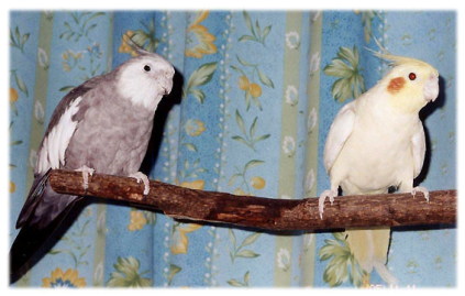 H�l�Ƃ̃I�J��������