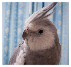 ���L�N�̃A�b�v�摜��