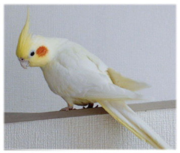 �m�G�������̃A�b�v�ʐ^��